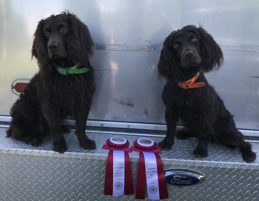 finished boykin spaniel for sale